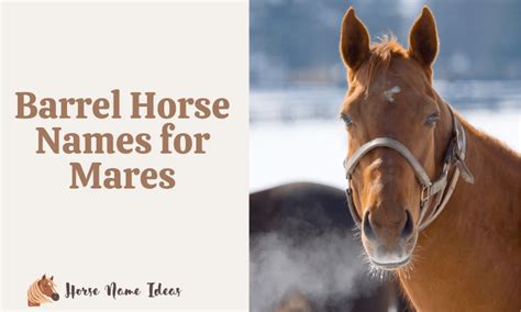 250 Barrel Horse Names For Mares With Meanings