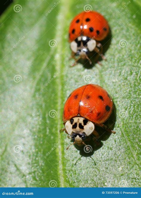 Two Ladybugs Stock Photo Image Of Outdoors Insect Wildlife 73597206