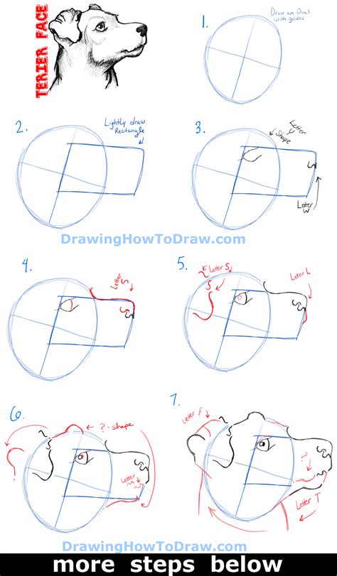 Whether you're painting a realistic dog or sketching a cute cartoon puppy, pick up some new tricks for capturing a dachshund has quite different dimensions from a husky or golden retriever, and all of those have completely different faces from a pug or boston terrier. How to Draw a Terrier's Face / Dog's Face with Easy Steps ...