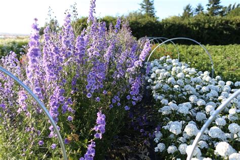 8 Great Hardy Annual Flowers To Sow In Fall For Spring Blooms Floret