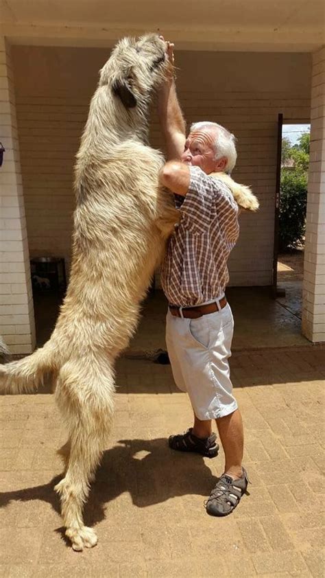 Impressive Irish Wolfhound Tall And Majestic