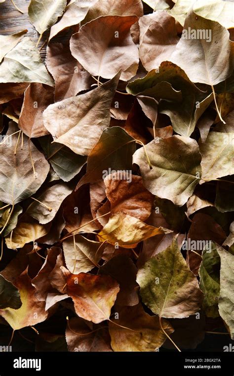 Background Made Of Dry Autumn Leaves Stock Photo Alamy