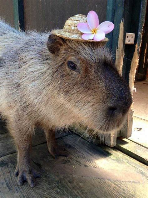 Capybara With Hat👒🌸 Capybara Pretty Animals Cute Animals