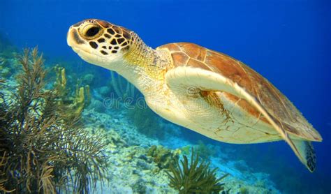 Green Sea Turtle Stock Photo Image Of Resting Tortuga 30905772