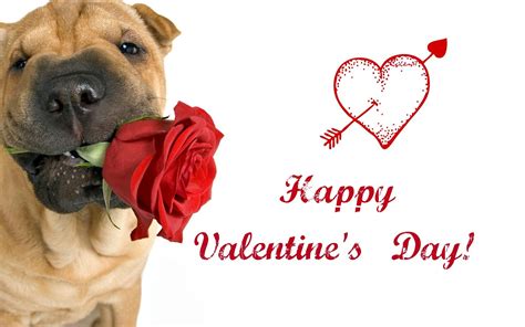 Valentine Dog Wallpapers Top Free Valentine Dog Backgrounds