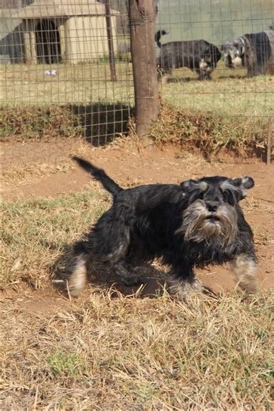 Schnauzer Rescue Schnauzer Friends South Africa