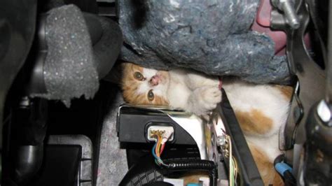 Kitten Tightly Wedged In Car Engine Is Rescued And Finds A Home Life With Cats
