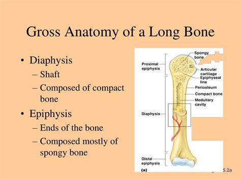 Ppt Bones And The Skeletal System Powerpoint Presentation Free