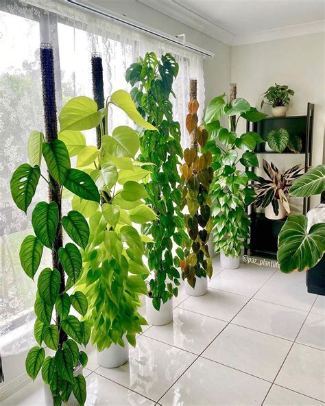 35 Best Indoor Plants That Clean The Air And Remove Toxins Article On