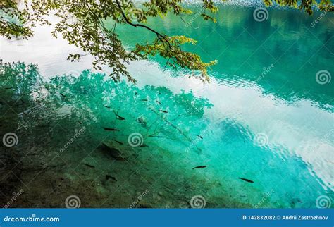 School Of Fish Swimming In A Forest Lake In The Crystal Clear Turquoise