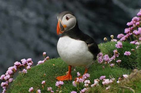 Best Places To See Puffins In The Uk Discover Wildlife