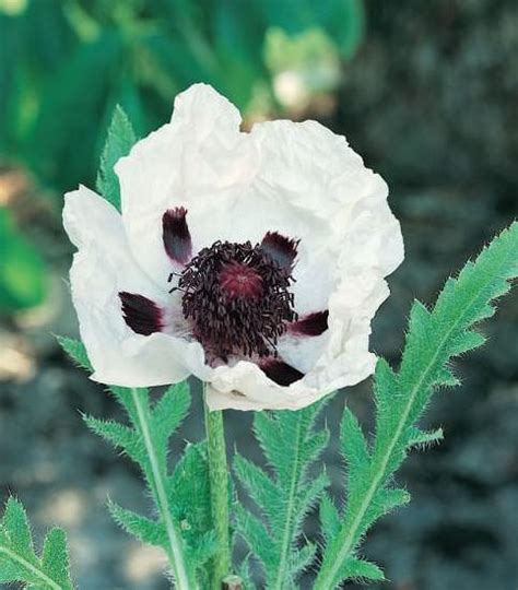 The black poppy has two different meanings attached to it. Oriental Poppy Seeds | Papaver orientalis | Perennial ...