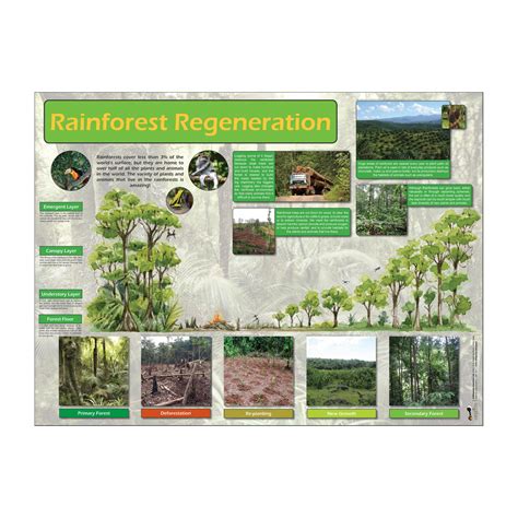 Rainforest Regeneration Poster Wildgoose Education