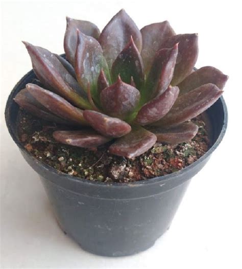 The leaves turn very dark purple as they. Echeveria 'Black Prince' | TheGreenyard.in