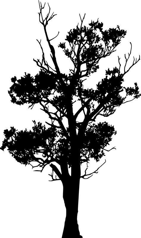 45 Tree Silhouettes Png Transparent Background