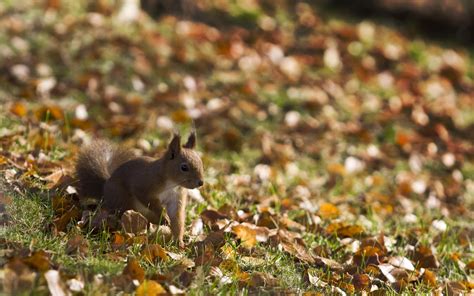 Brown Squirrel On Green Lawn During Daytime Outdoor Hd Wallpaper