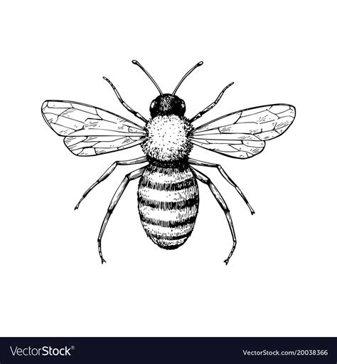 Honey Bee Vintage Drawing Hand Drawn Royalty Free Vector