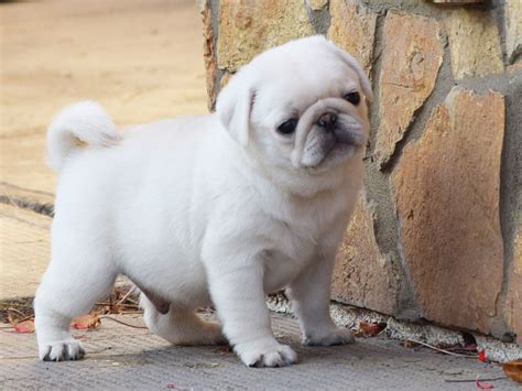 Pug Puppies For Sale Euro Puppy Pug Puppies Pug Puppies For Sale