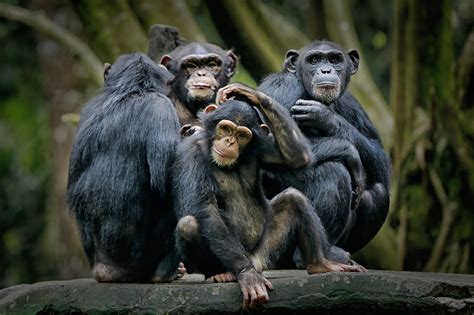 Chimpanzees Bond Over Watching Movies Together New Research Shows