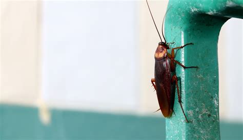 One minute you're totally relaxed, watching television — and the next, you're screaming for your life. The Telltale Signs of a Cockroach Infestation