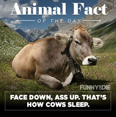 25 Funny Animal Facts That Might Make You Pee A Little