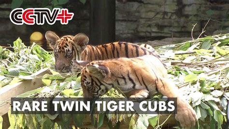Rare Twin Tiger Cubs Make Debut At China Zoo Youtube