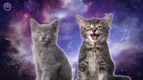Singing Cats Are Cute Cats That Sing With Angelic Voice Youtube