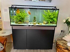 My fancy goldfish tank is looking great! : Aquariums