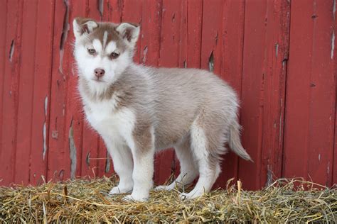 Akc Registered Siberian Husky Puppy For Sale Female Lucy Baltic Ohio