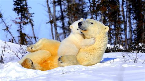 Polar Bear Cub Wallpapers Hd Desktop And Mobile Backgrounds