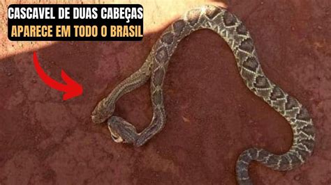 Cobra Cascavel De Duas Cabe As Aparece Em Todo O Brasil Youtube