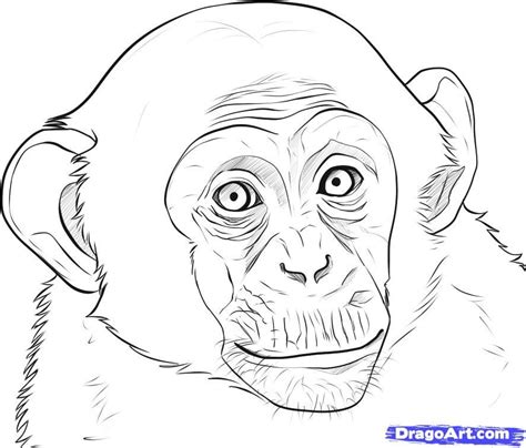 How To Draw A Realistic Monkey Draw Real Monkey Step By Step