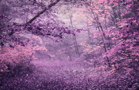 Purple Autumn Forest Stock By Astoko By Astoko On Deviantart