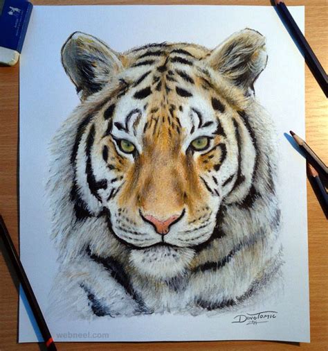 Tiger Drawing Animal Dinotomic 11 Preview Realistic Animal Drawings