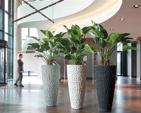 Office Plants Suppliers And Rental Uk Oasis Plants