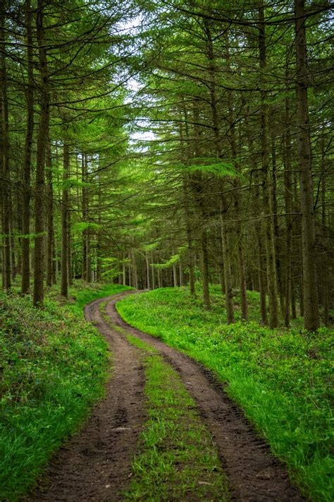 Forest Path Free Stock Photo Public Domain Pictures