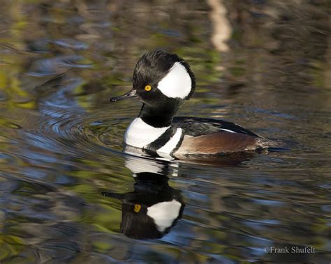 The Hooded Merganser Lophodytes Cucullatus Is A Small Diving Duck
