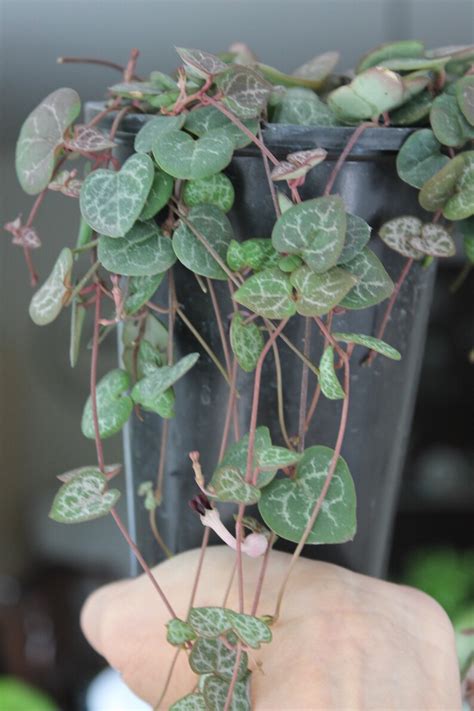 String Of Hearts Ceropegia Woodii Flowering Rosary Vine Chain Etsy