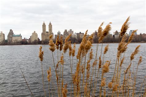Central Park Reservoir Berniezang Flickr