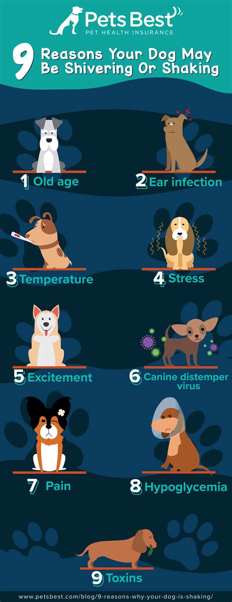 9 Reasons Why Your Dog Is Shaking