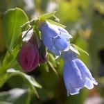 Lus na sceallaí (ga) especie de planta (es); Ecohoeve 'Den Oude Kastanje' - bijzondere & vergeten ...