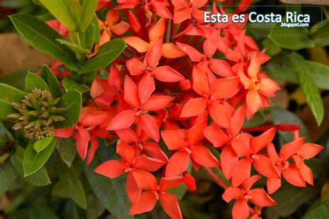 Esta Es Costa Rica Esta Es Costa Rica Flores Y Frutos En El Jardín