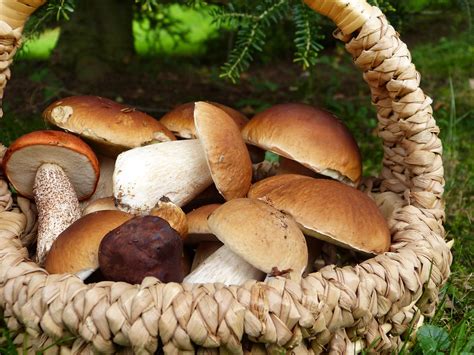 Come si devono conservare i funghi porcini? | TheGiornale.it