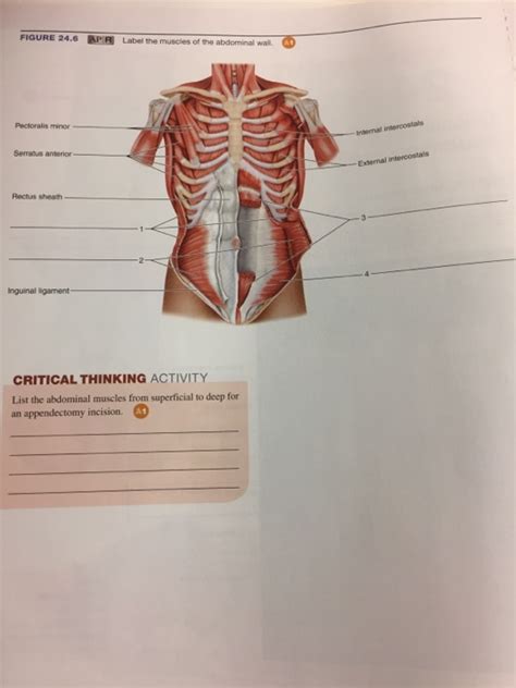 Laboratory Assessment Figure Label The Anterior Muscles Of The My XXX