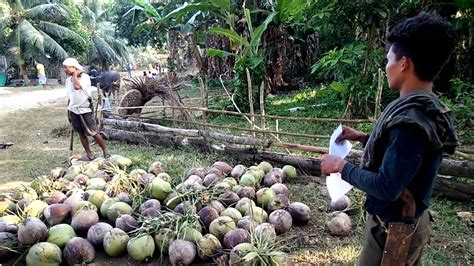 harvesting coconut in the philippines youtube