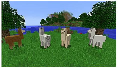 What Do Minecraft Llamas Eat To Tame