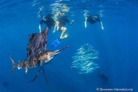 Isla Mujeres Sailfish 2012 Blue Sphere Media