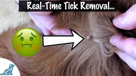 How To Know If Your Dog Has A Tick