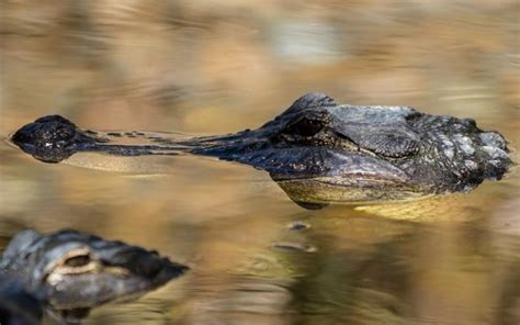 What Predators Eat Alligators Joy Of Animals