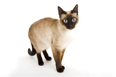 The Siamese Cat Is One Of The Most Recognizable Cat Breeds